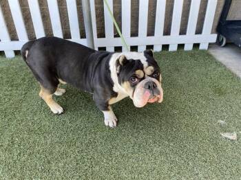 Pit Bull Terrier and Mixed Breed Dogs Available for Adoption in Modesto, California - A609825 | PetCurious