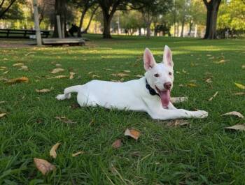 Duke -  German Shepherd Dog Dog for Adoption in Tuscaloosa, Alabama - Duke | PetCurious