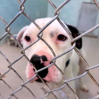 Hei Hei -  Pit Bull Terrier and Mixed Breed Dog for Adoption in Newark, New Jersey - Hei Hei | PetCurious