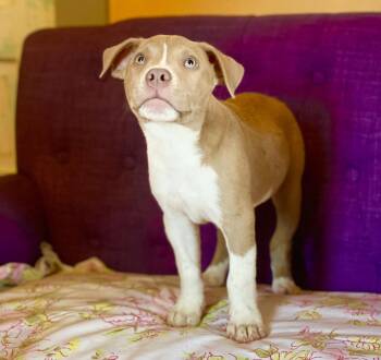 Bully Lonestar -  Terrier Dog for Adoption in Rockaway, New Jersey - Bully Lonestar | PetCurious
