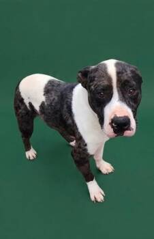 PERCY JACKSON -  Mixed Breed Dog for Adoption in Jacksonville, Florida - PERCY JACKSON | PetCurious
