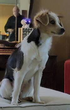 260246  Cookie -  Spaniel and Chihuahua Dog for Adoption in Wetumpka, Alabama - 260246  Cookie | PetCurious