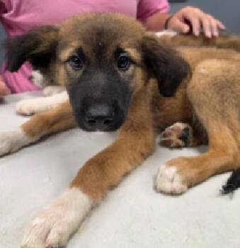 Jessie -  Catahoula Leopard Dog Dog for Adoption in Wolcott, Connecticut - Jessie | PetCurious
