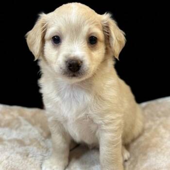 Terrier and Chihuahua Dogs Available for Adoption in San Saba, Texas - Bennie | PetCurious