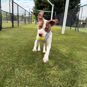 Mixed Breed Dogs Available for Adoption in Winston-salem, North Carolina - Jay | PetCurious