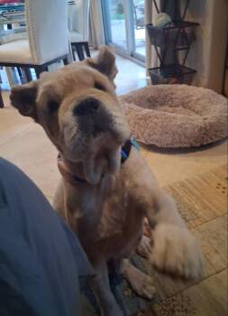 Shar Pei Dogs Available for Adoption in Lake Forest, California - Chowder | PetCurious
