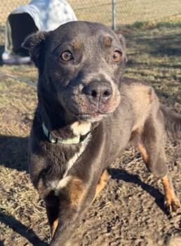 Shepherd Dogs Available for Adoption - Wednesday | PetCurious