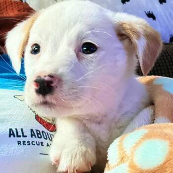Mixed Breed Dogs Available for Adoption in Myrtle Beach, South Carolina - Rory | PetCurious