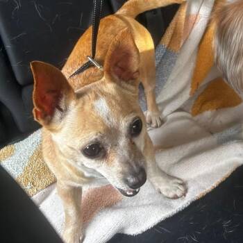 Chihuahua and Terrier Dogs Available for Adoption - Tinkerbell D10991 *Arriving 5/1 | PetCurious