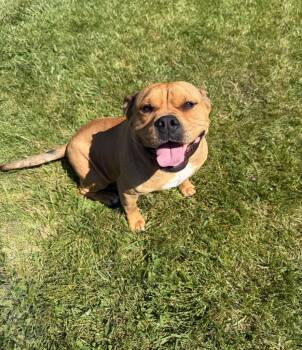 Bull Terrier and Mixed Breed Dogs Available for Adoption in Lagrange, Indiana - Coco | PetCurious