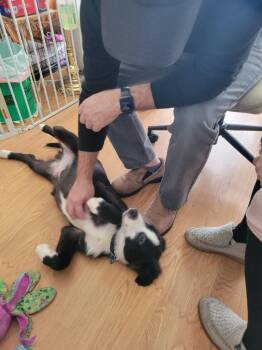 Australian Shepherd and Border Collie Dogs Available for Adoption - Porter | PetCurious