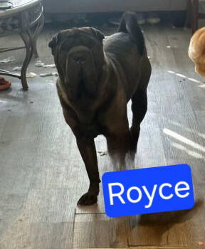 Rescue Shar Pei Dogs for Adoption in Lake Forest, California - Royce | PetCurious