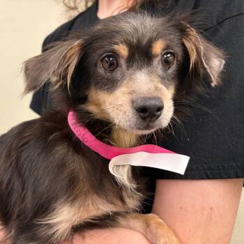Rescue Chihuahua and Dachshund Dogs for Adoption in Oklahoma City, Oklahoma - Naomi C-34490 | PetCurious