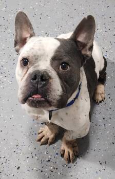 Bull Terrier Dogs Available for Adoption - Gordy | PetCurious