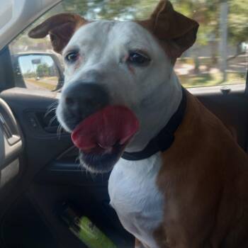 Mixed Breed Dogs Available for Adoption in Galveston, Texas - Pam | PetCurious