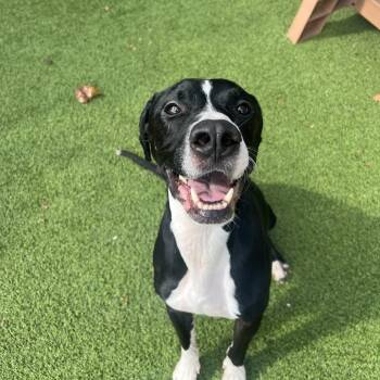 Duke -  Treeing Walker Coonhound and Mixed Breed Dog for Adoption in Gainesville, Georgia - Duke | PetCurious
