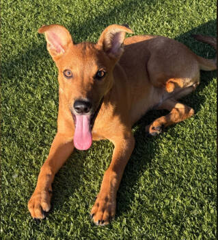 Rescue Hound Dogs for Adoption in Holbrook, New York - ZSA ZSA | PetCurious