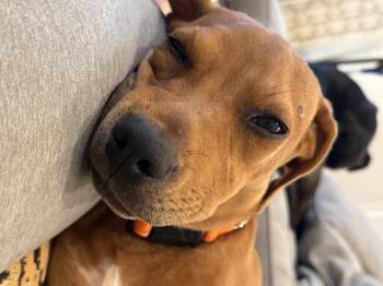 Sunday -  Mixed Breed Dog for Adoption in New Orleans, Louisiana - Sunday | PetCurious