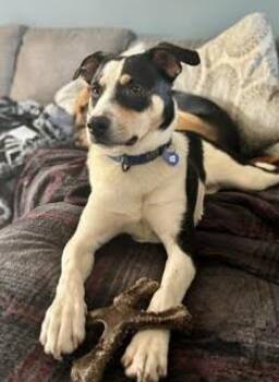 Tengu -  Labrador Retriever and Collie Dog for Adoption in Winthrop, Massachusetts - Tengu | PetCurious