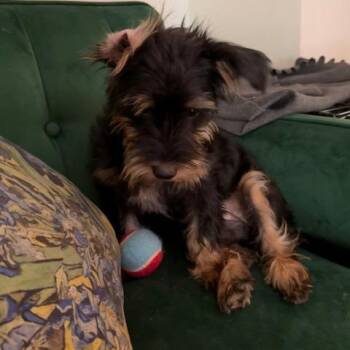 Rory -  Yorkshire Terrier and Mixed Breed Dog for Adoption - Rory | PetCurious