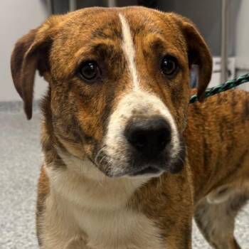Carolina Dog Dogs Available for Adoption in Greenville, South Carolina - Luigi | PetCurious