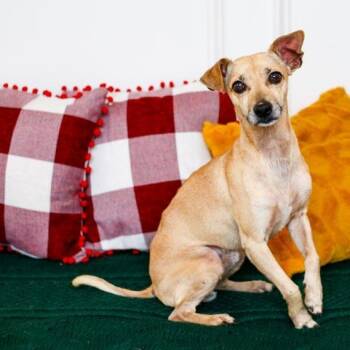 Chihuahua Dogs Available for Adoption - Carino | PetCurious