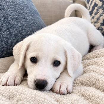 Levi - Sweet, Cuddles & KIsses, Confident Little Boy, & Loves Pu -  Beagle and Labrador Retriever Dog for Adoption in Houston, Texas - Levi - Sweet, Cuddles & KIsses, Confident Little Boy, & Loves Pu | PetCurious