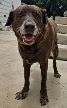 Maggie May FKA Bitsy -  Labrador Retriever Dog for Adoption in Austin, Texas - Maggie May FKA Bitsy | PetCurious