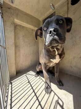 Cane Corso and Mixed Breed Dogs Available for Adoption in Oklahoma City, Oklahoma - A472399 | PetCurious