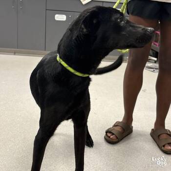 Labrador Retriever Dogs Available for Adoption in Washington, District Of Columbia - Milton | PetCurious