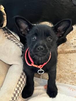 Norfolk Terrier and Chihuahua Dogs Available for Adoption - Eraser | PetCurious