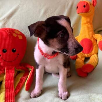 Lariat -  Australian Shepherd and Pointer Dog for Adoption in Normal, Illinois - Lariat | PetCurious
