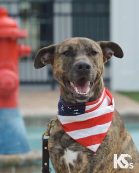 Zara -  Great Dane and Rhodesian Ridgeback Dog Available for Adoption - Zara | PetCurious