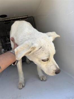 Carolina Dog Dogs Available for Adoption - A650864 | PetCurious