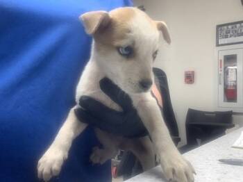 Rescue Fox Terrier and Mixed Breed Dogs for Adoption in Fort Worth, Texas - 59758752 | PetCurious