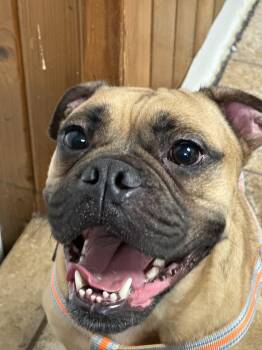 Pug and Boxer Dogs Available for Adoption - Cedric | PetCurious