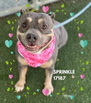 Pit Bull Terrier Dogs Available for Adoption - SPRINKLE  | PetCurious