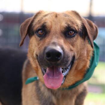 Labrador Retriever Dogs Available for Adoption in San Antonio, Texas - CHIQUITIN | PetCurious