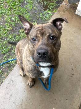 Leroy -  Pit Bull Terrier Dog for Adoption in Front Royal, Virginia - Leroy | PetCurious