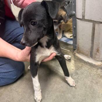 Harvey -  Chihuahua and Miniature Pinscher Dog for Adoption in Waynesburg, Pennsylvania - Harvey | PetCurious