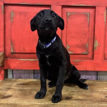 Labrador Retriever Dogs Available for Adoption in Midland, Texas - FWT Lily | PetCurious