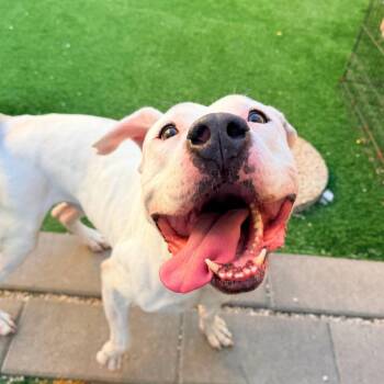 Bennie -  American Bulldog and Dogo Argentino Dog for Adoption in New Orleans, Louisiana - Bennie | PetCurious