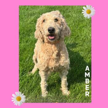 Amber -  Goldendoodle Dog for Adoption in Mokena, Illinois - Amber | PetCurious