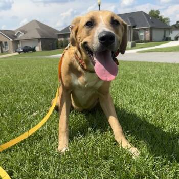 Rescue Yellow Labrador Retriever and Redbone Coonhound Dogs for Adoption in New Orleans, Louisiana - Ruby Starr | PetCurious