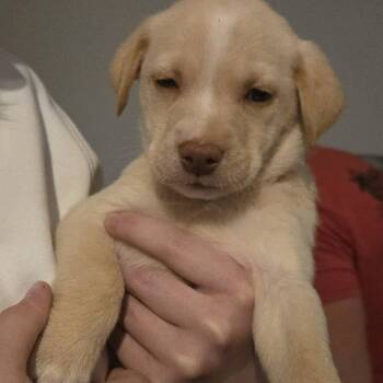 Mixed Breed Dogs Available for Adoption in Myrtle Beach, South Carolina - Quad | PetCurious
