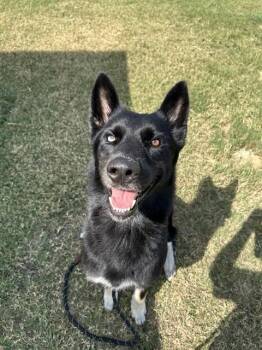MR. E -  German Shepherd Dog and Husky Dog for Adoption in Corpus Christi, Texas - MR. E | PetCurious