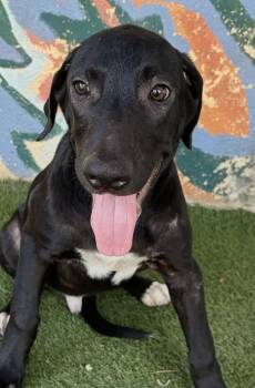 Farrah -  Mastiff and Labrador Retriever Dog for Adoption in Oakland Park, Florida - Farrah | PetCurious