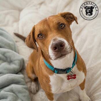Bodie Girl -  Boxer and Labrador Retriever Dog for Adoption in Houston, Texas - Bodie Girl | PetCurious