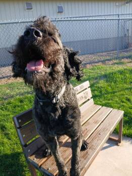Poodle and Saint Bernard Dogs Available for Adoption in Ladysmith, Wisconsin - Buford | PetCurious
