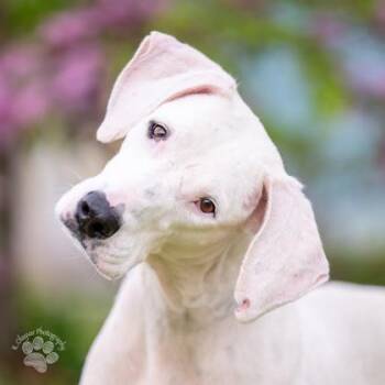 Hound and Mixed Breed Dogs Available for Adoption - Lucy Moo | PetCurious